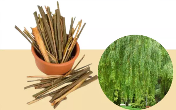 Vỏ cây liễu chứa hoạt chất giúp giảm đau hiệu quả